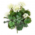 Geranium bush 39cm UV